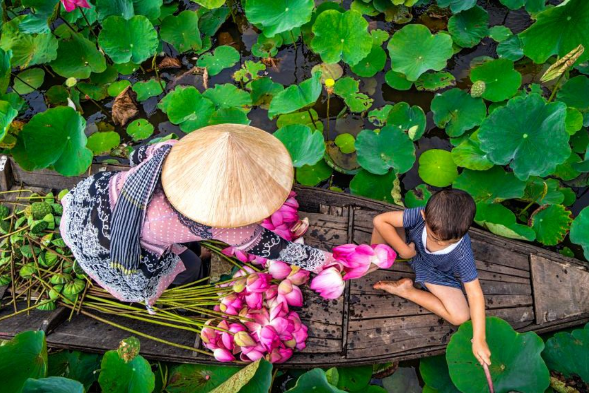Chiếc xuồng nhỏ len giữa biển lá sen xanh mướt, mang theo hương đồng gió nội và sắc hồng mùa nở rộ